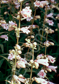 Penstemon 'Mother of Pearl'